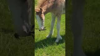 Carnivorous horse eats bird shorts [upl. by Marmion]