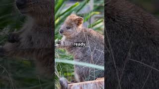 Meet the Quokka The Happiest Animal on Earth [upl. by Aland]