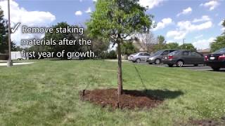 Best Practices  Staking a Tree [upl. by Ajnin]