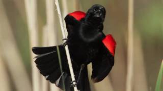 Redwinged Blackbird [upl. by Darleen]