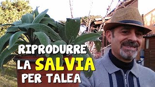 RIPRODURRE LA SALVIA PER TALEA [upl. by Ordnas]