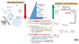 Physiology 2 HPO axis [upl. by Ahsatal]