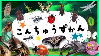 【昆虫 集合！】こんちゅうずかん で 虫さんたちを探そう☆カブトムシ クワガタムシ てんとう虫など人気の昆虫が１３種類登場！【幼児向け 虫の知育アニメ】 [upl. by Bysshe]