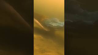 Diver Captures Footage of a Mermaid Swimming in the Lake realmermaid mermaidfound mermaid [upl. by Ayaladnot404]