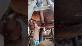 Kastracja byka  Bull Castration [upl. by Zahara]