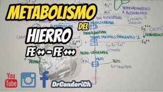 FISIOLOGÍA Metabolismo del Hierro DIGESTIÓN ABSORCIÓN TRANSPORTE Y METABOLISMO completo [upl. by Chainey302]