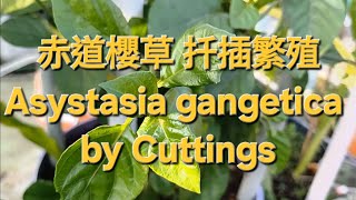 赤道櫻草扦插繁殖 Asystasia gangetica by Cuttings [upl. by Artinad]