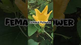 Unisexual flower of pumpkin Cucurbita moschata doramathsolution lifescience short viral [upl. by Gerk]