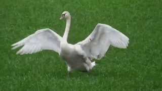 Swan Landing On Grass [upl. by Katerina993]