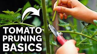 How to Prune Tomatoes for Maximum Yield and Plant Health [upl. by Tristas]