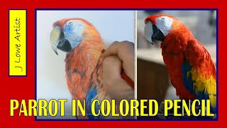 HOW TO DRAW A REALISTIC PARROT STEP BY STEP EASY Colored Pencil Tutorial for Beginners [upl. by Jabez71]