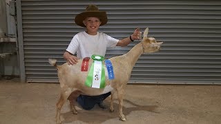 Working A Goat To Get Ready For A Goat Show [upl. by Fiore674]