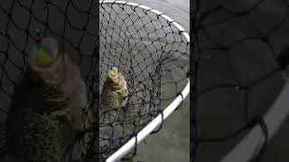 Postspawn crappie fishing from the bank in west WA 06092023 [upl. by Catt]