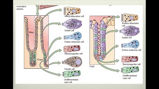 Fisiología intestinal [upl. by Manouch]