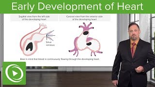 Development of the Vertebrae Sclerotome Ribs amp Sternum – Embryology  Lecturio [upl. by Adlemi]