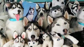 FUNNIEST Husky Compilation Video 😍 30 Minutes 🦴 [upl. by Maximilianus357]