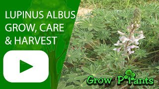 Lupinus albus  grow harvest and eat [upl. by Latsyk]