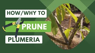 How and Why to Prune Your PlumeriaFrangipani [upl. by Bilow]