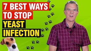 Itchy Dog Yeast Infection 5 ESSENTIAL Steps to Stop It [upl. by Aoniak]