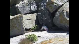 Atlantic Puffins fight on Machias Seal Island [upl. by Nesila466]