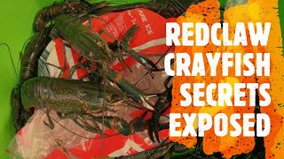 REDCLAW QUEENSLAND SECRETS EXPOSED 4 CATCHING RED CLAW REDCLAW FISHING QUEENSLAND RED CLAW YABBIES [upl. by Daile]