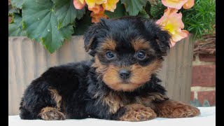 Yorkie Poo Puppies for Sale [upl. by Aicena]