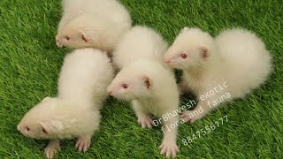 Showing my all ferret kits in one video [upl. by Nilak]