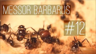 Messor barbarus  12  The Last Formicarium Expansion [upl. by Einnus427]