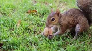 Gli Scoiattoli dei parchi di Nervi a Genova   Squirrels [upl. by Hildegard]