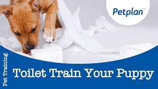 How to Toilet Train a Puppy  Petplan [upl. by Aciruam]