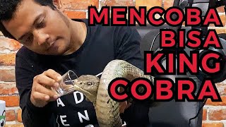 GOKIL KING COBRA TERBESAR DUNIA MASUK STUDIO GUE PANGGIL PANJI PETUALANG [upl. by Donielle]