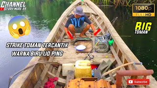 Casting ikan toman terbesar di alam liar  toman toman fish🔥fishing [upl. by Anihsak370]