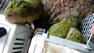 Kakapo chicks released back to the wild  2011 [upl. by Nwhas]