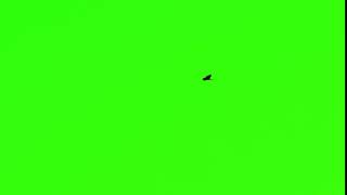 bird flying chroma key Green Screen  Video Stocks [upl. by Idolah]