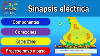 SINAPSIS ELÉCTRICA  Sinapsis neuronal  Sinapsis  Sinapsis eléctrica que es y para que sirve [upl. by Doak726]