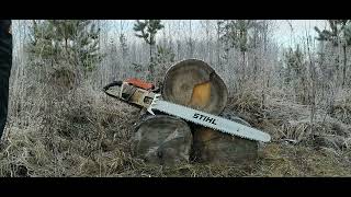 Stihl 076aveq  41quot Duromatic Bar  Finnish Knotty Spruce [upl. by Arocet]