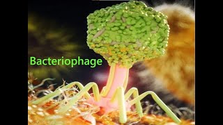 History Of Microbiology Bsc I Year  Microbiology [upl. by Juley]