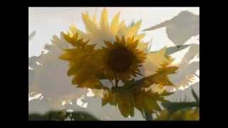 GIRASOLE  Giorgia [upl. by Harwin]