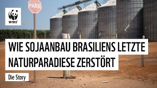 Wie Sojaanbau Brasiliens letzte Naturparadiese zerstört [upl. by Burgess345]