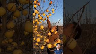 Farm Fresh Ninja Fruit Cutting  Oddly satisfying shorts ninjafruitcutting [upl. by Ina]