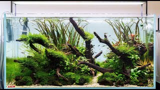 Aquascape Build Step by Step  Nature Aquarium Tutorial in an Eheim Clearscape 200 90x50x45cm [upl. by Pazit30]