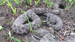 Southeast Iowa Massasauga Rattlesnake [upl. by Alexandr]