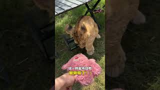 【布丁仔和泡芙妹的一天】我丝毫没猜到后续的发展会这么离谱 猛兽 反转搞笑 诈骗 [upl. by Keven843]