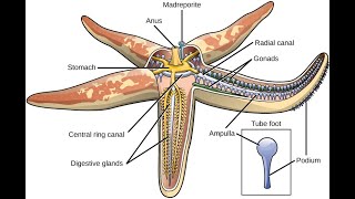 water vascular system in echinoderms [upl. by Bert]