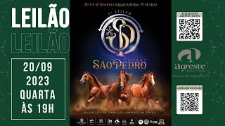 1º LEILAO HARAS SAO PEDRO [upl. by Cullie]