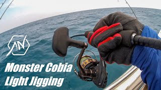 Daiwa BG 2500  Monster Cobia on Light Jigging [upl. by Uhej]