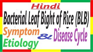 Bacterial Leaf Blight of Rice SymptomEtiologyDC  Xanthomonas oryzae pv oryzae PAC 11 [upl. by Ecnarwal]