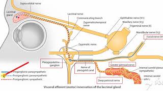 Pterygopalatine ganglion 2 [upl. by Keppel663]