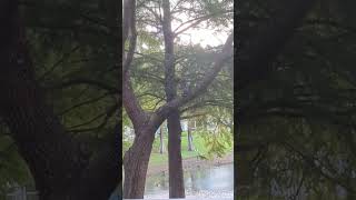 Red Shouldered Hawk has Striped Tail Draped Over Willow Oak Tree Limb Looks Up to See Squirrel [upl. by Neirrad]