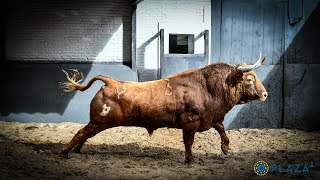 SORTEO  Los toros de Pedraza de Yeltes para el Domingo de Resurrección [upl. by Odnama]